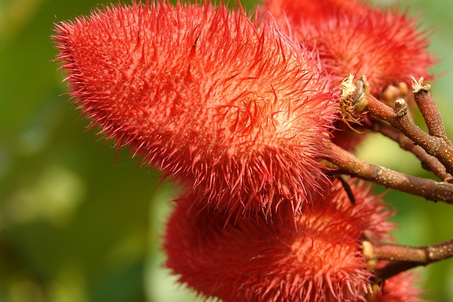 Achiote (Bixa orellana)