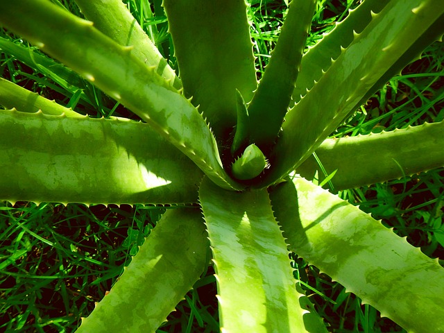 Aloe vera (Aloe pravá)