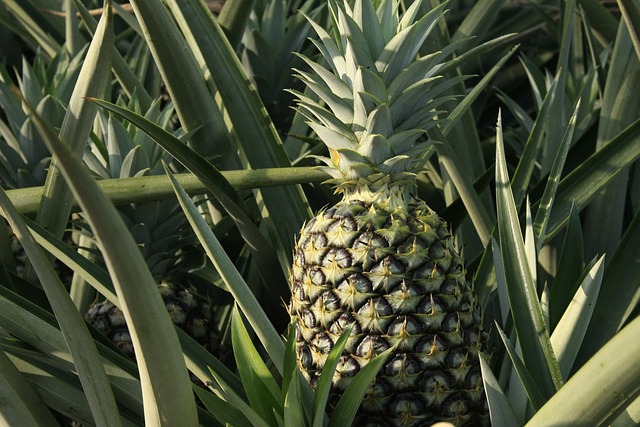 Ananas - Ananas comosus
