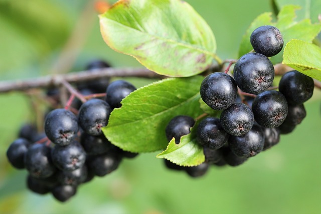 Arónie - Černý jeřáb - Aronia melanocarpa