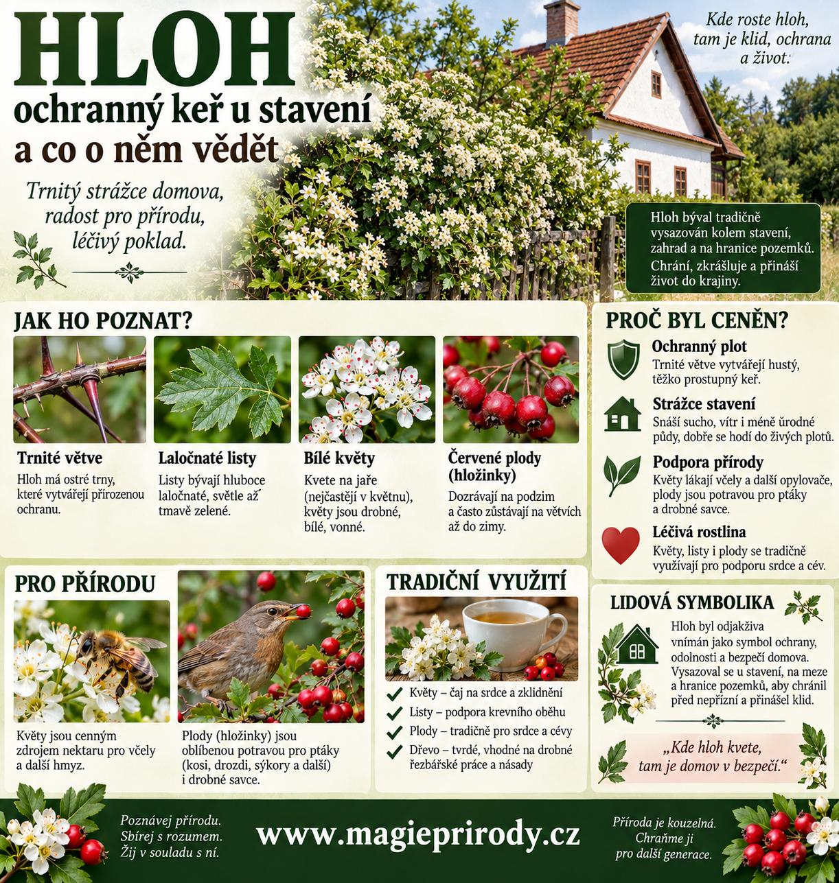 Hloh: ochranný keř u stavení a co o něm vědět