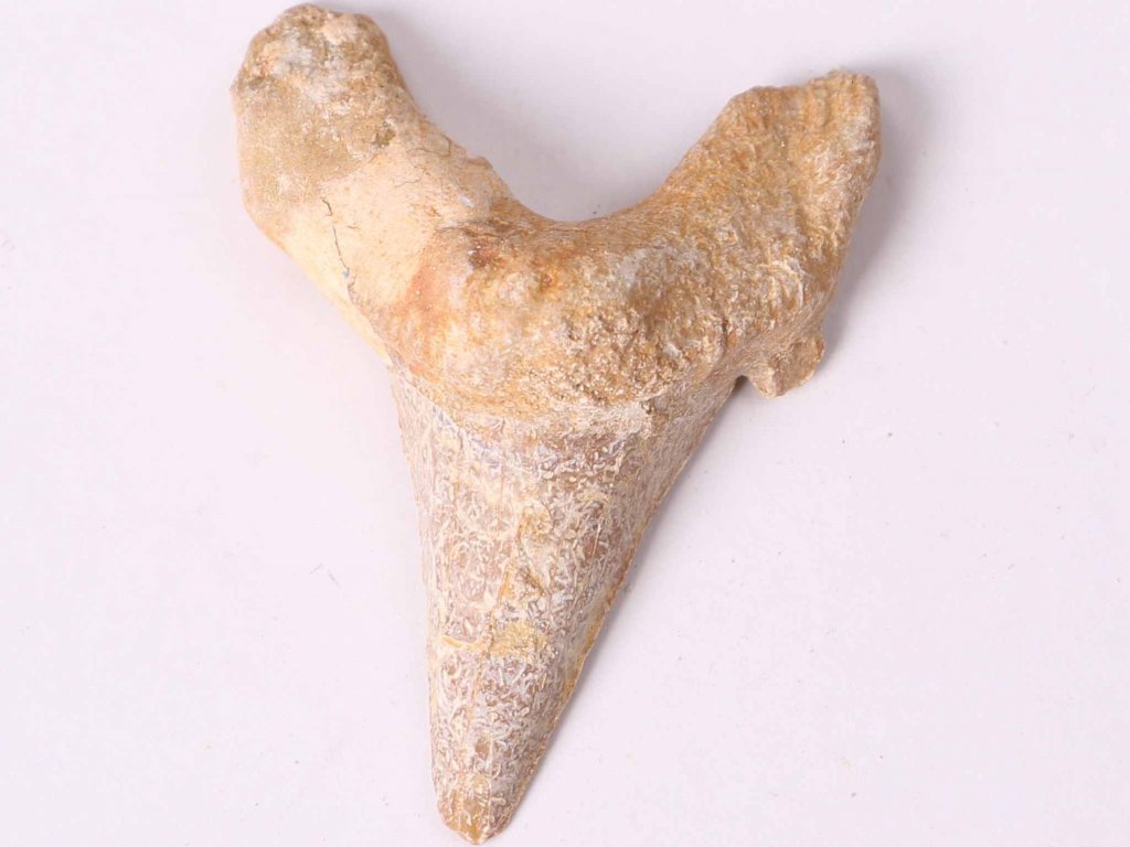 Fosilie žraločí zub velký 5 cm #400