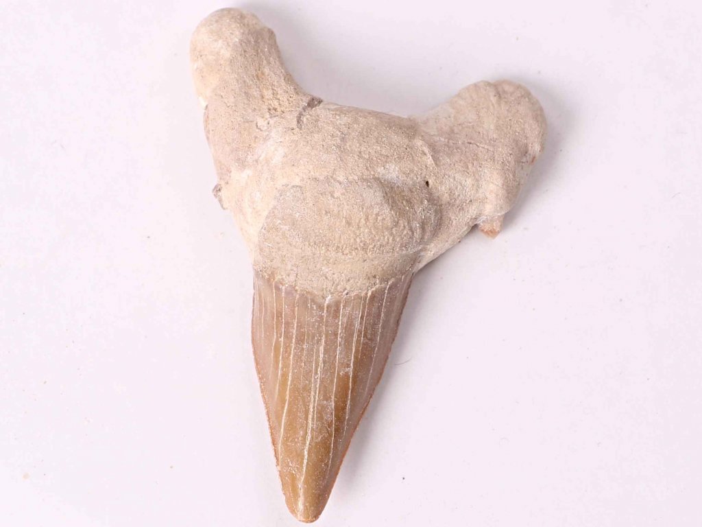 Fosilie žraločí zub velký 6 cm #413