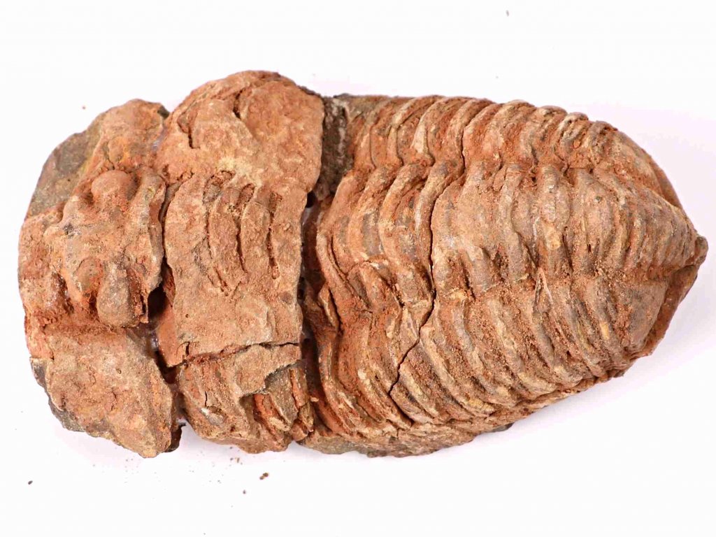 Fosilie Trilobit Calymene Flexicalymene 85 mm #195