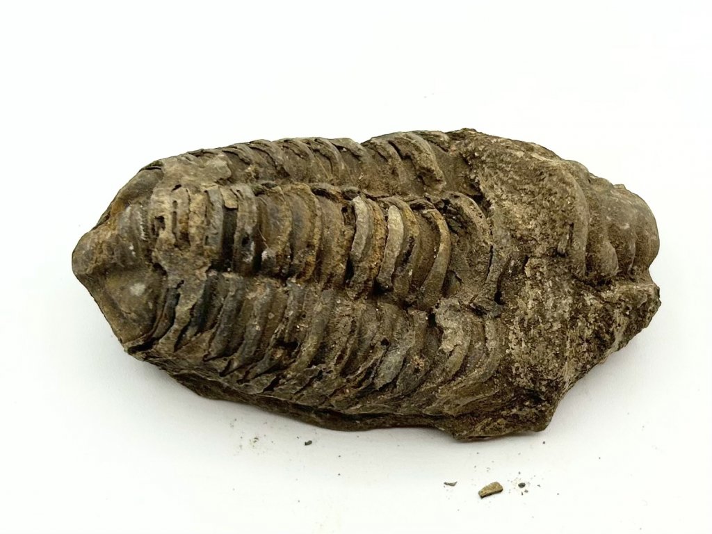 Fosilie Trilobit Calymene Flexicalymene 75 mm #405