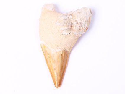 Fosilie žraločí zub velký 7.5 cm #102 + sleva 5% po registraci na většinu zboží + dárek k objednávce
