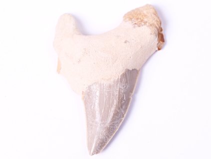 Fosilie žraločí zub velký 6.5 cm #103 + sleva 5% po registraci na většinu zboží + dárek k objednávce