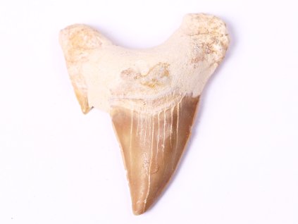 Fosilie žraločí zub velký 6.5 cm #110 + sleva 5% po registraci na většinu zboží + dárek k objednávce