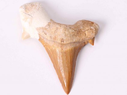 Fosilie žraločí zub velký 6 cm #120