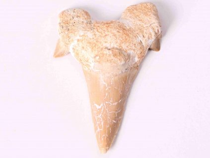 Fosilie žraločí zub velký 6 cm #143