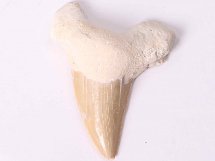 Fosilie žraločí zub velký 6 cm #149