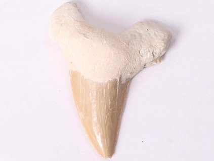 Fosilie žraločí zub velký 6 cm #150