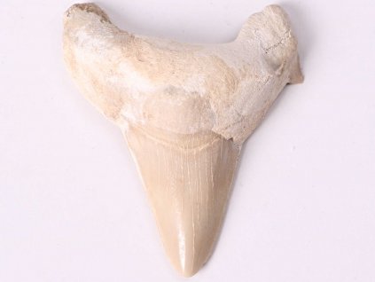 Fosilie žraločí zub velký 6 cm #155
