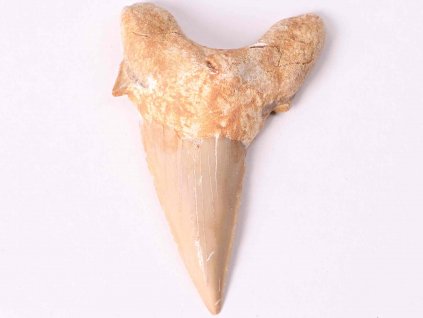 Fosilie žraločí zub velký 6 cm #157
