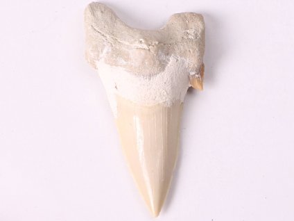 Fosilie žraločí zub velký 6 cm #174
