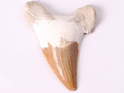 Fosilie žraločí zub velký 6 cm #178