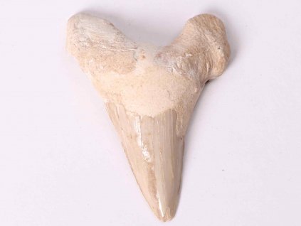 Fosilie žraločí zub velký 6 cm #184
