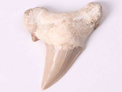 Fosilie žraločí zub velký 6 cm #185
