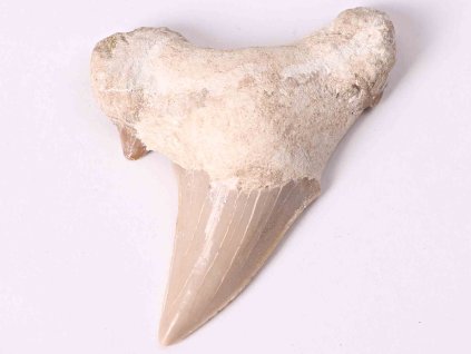 Skamielina zęba rekina, wielkość 6 cm #185