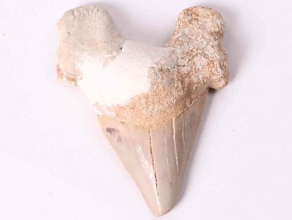 Fosilie žraločí zub velký 6 cm #194