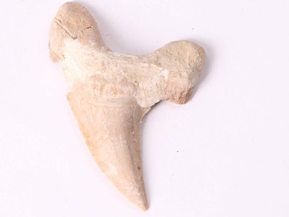 Fosilie žraločí zub velký 6 cm #203