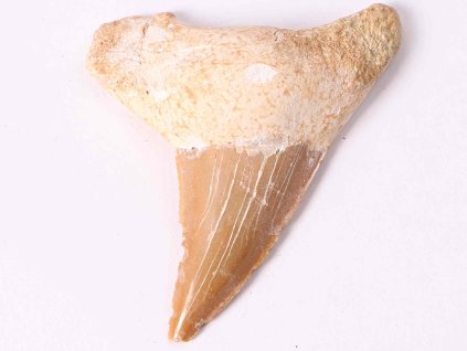 Skamielina zęba rekina, wielkość 6 cm #206
