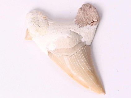 Skamielina zęba rekina, wielkość 6 cm #213