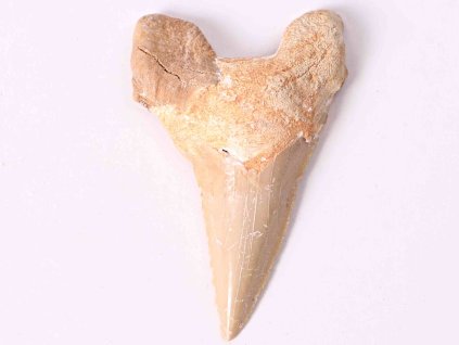 Fosilie žraločí zub velký 6 cm #229