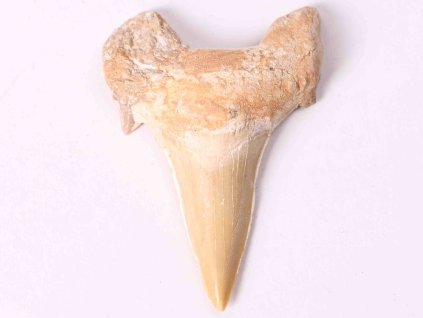 Fosilie žraločí zub velký 6 cm #232