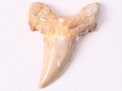 Skamielina zęba rekina, wielkość 6 cm #239