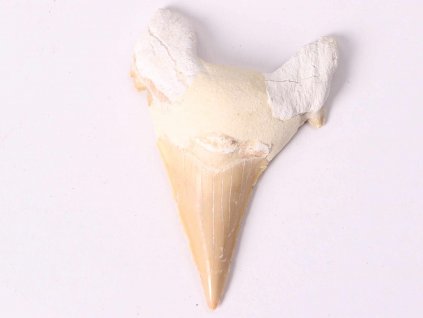 Fosilie žraločí zub velký 6 cm #252
