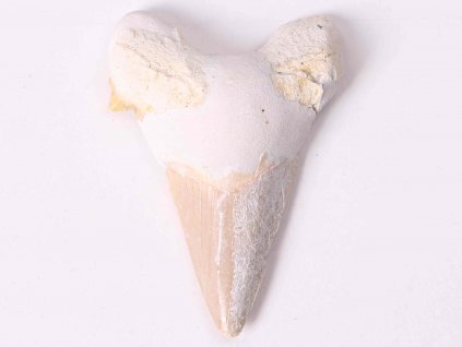 Fosilie žraločí zub velký 6 cm #253