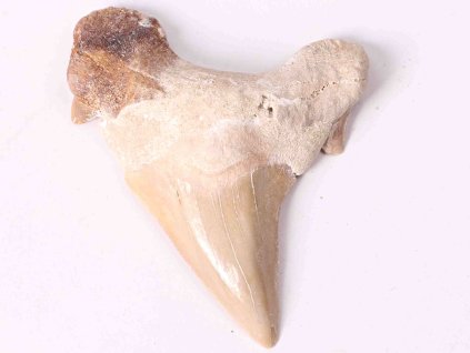 Fosilie žraločí zub velký 6 cm #259