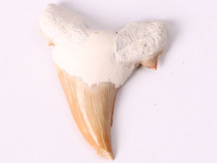 Fosilie žraločí zub velký 6 cm #260