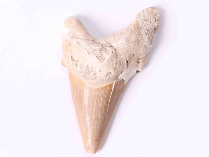 Fosilie žraločí zub velký 6 cm #263