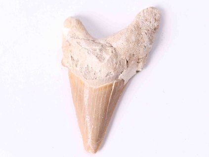 Fossil shark tooth, 6 cm long #263