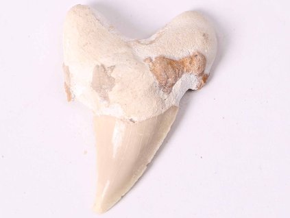 Skamielina zęba rekina, wielkość 6 cm #267