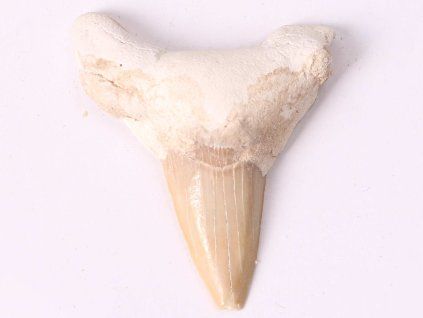 Fossil shark tooth, 6 cm long #272