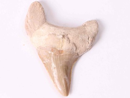 Skamielina zęba rekina, wielkość 6 cm #274