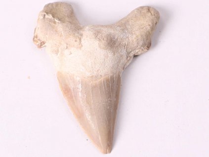 Fosilie žraločí zub velký 5 cm #281