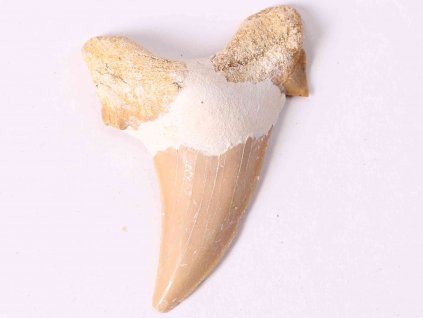 Fosilie žraločí zub velký 6 cm #283