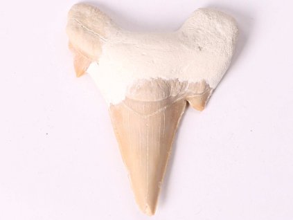 Skamielina zęba rekina, wielkość 6 cm #299