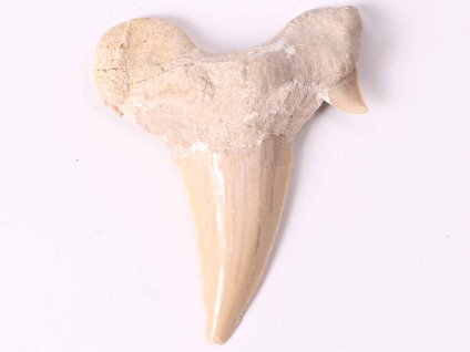 Skamielina zęba rekina, duża, 6 cm #301