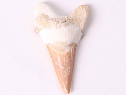 Fosilie žraločí zub velký 6 cm #311