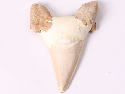 Fosilie žraločí zub velký 5 cm #312