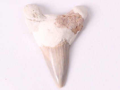 Skamielina zęba rekina, wielkość 6 cm #317