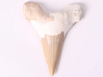 Fosilie žraločí zub velký 6 cm #320