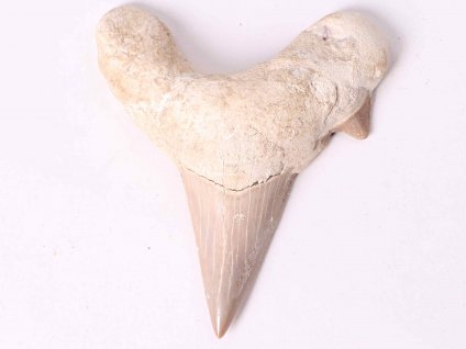 Fosilie žraločí zub velký 6 cm #321