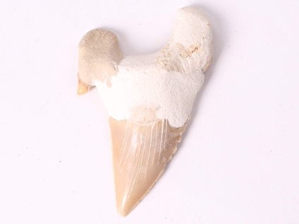 Skamielina zęba rekina, duża, 6 cm #328