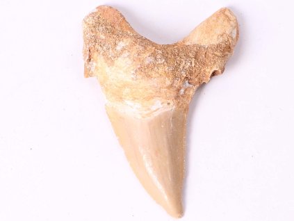 Skamielina zęba rekina, wielkość 6 cm #329